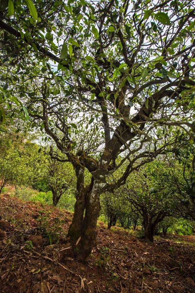 2022年景谷苦竹山古樹春茶多少錢一公斤？