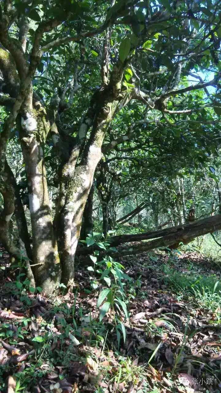 2022年景谷苦竹山古樹春茶價格多少？