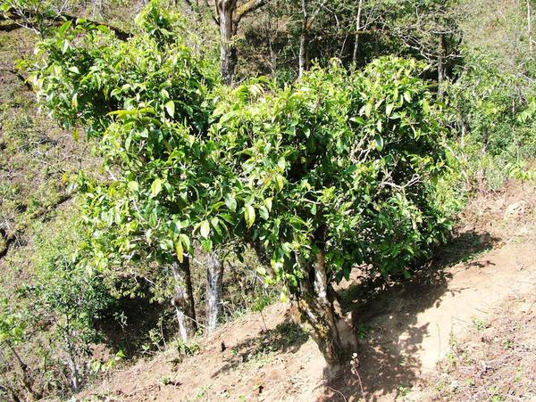 2022年景東御筆古茶山古樹春茶特點(diǎn)？