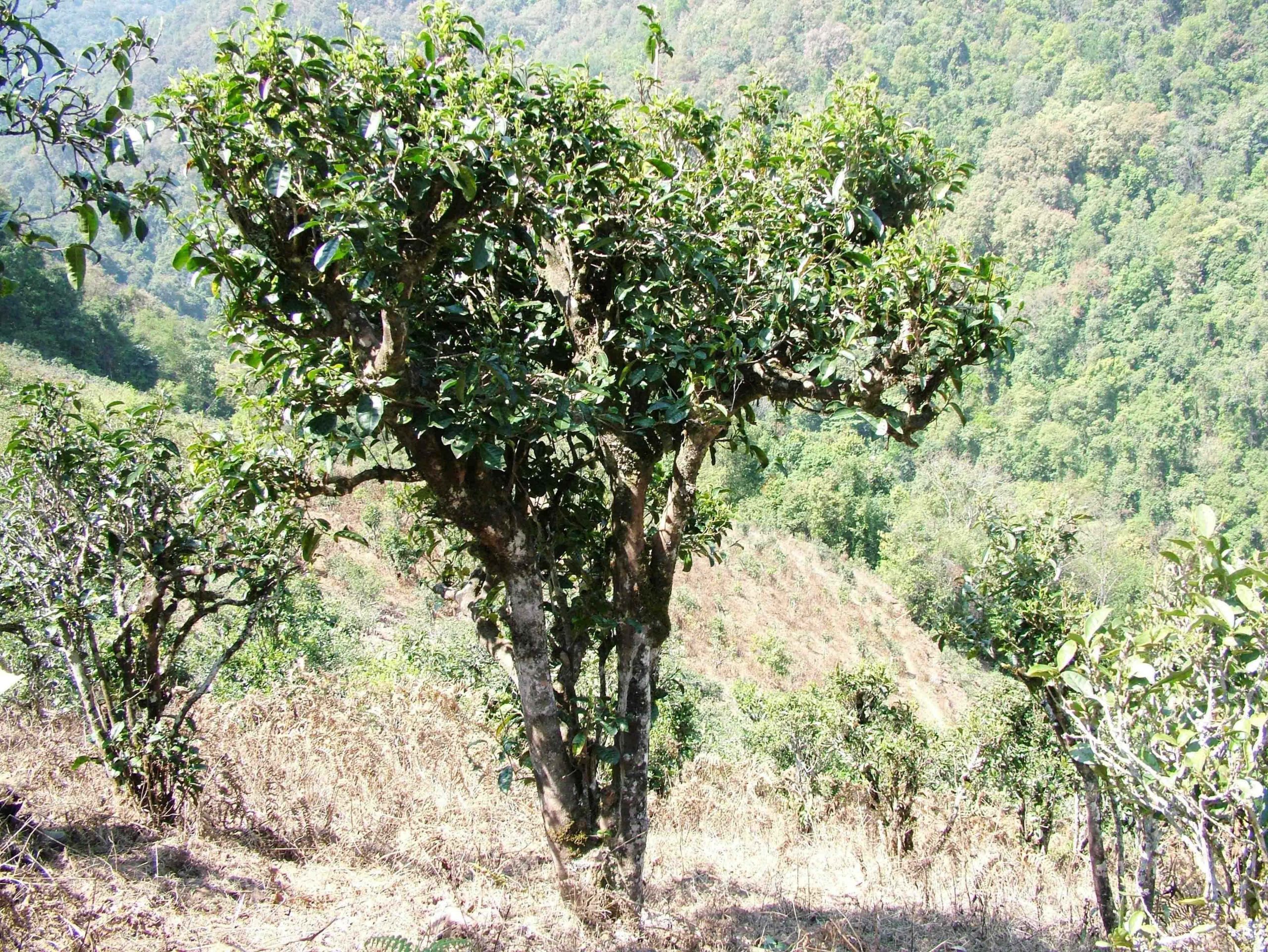 2022年景東御筆古樹春茶口感是什么？