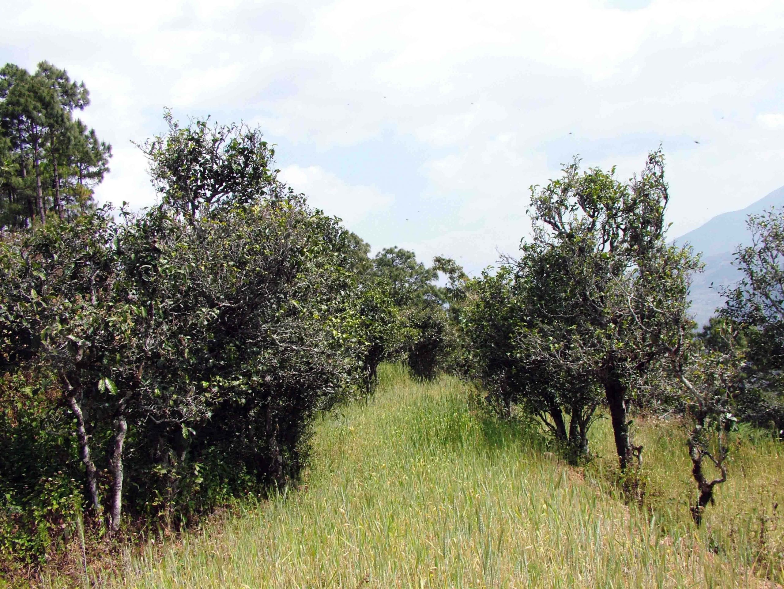2022年景東老倉福德古樹春茶口感特點？