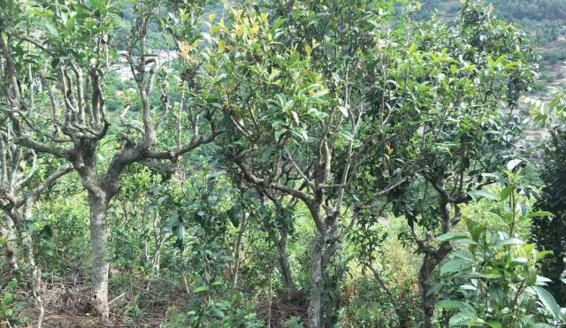 2022年景東金鼎古樹春茶口感特點？