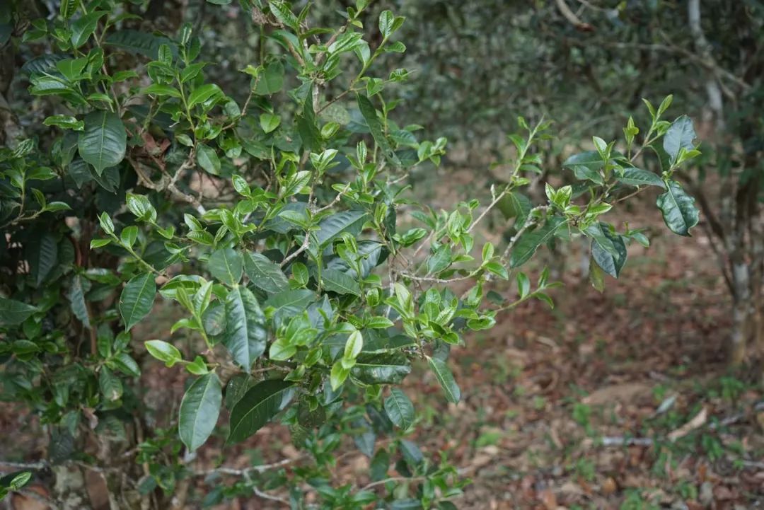 2022年景東哀牢山古樹春茶價(jià)格多少？