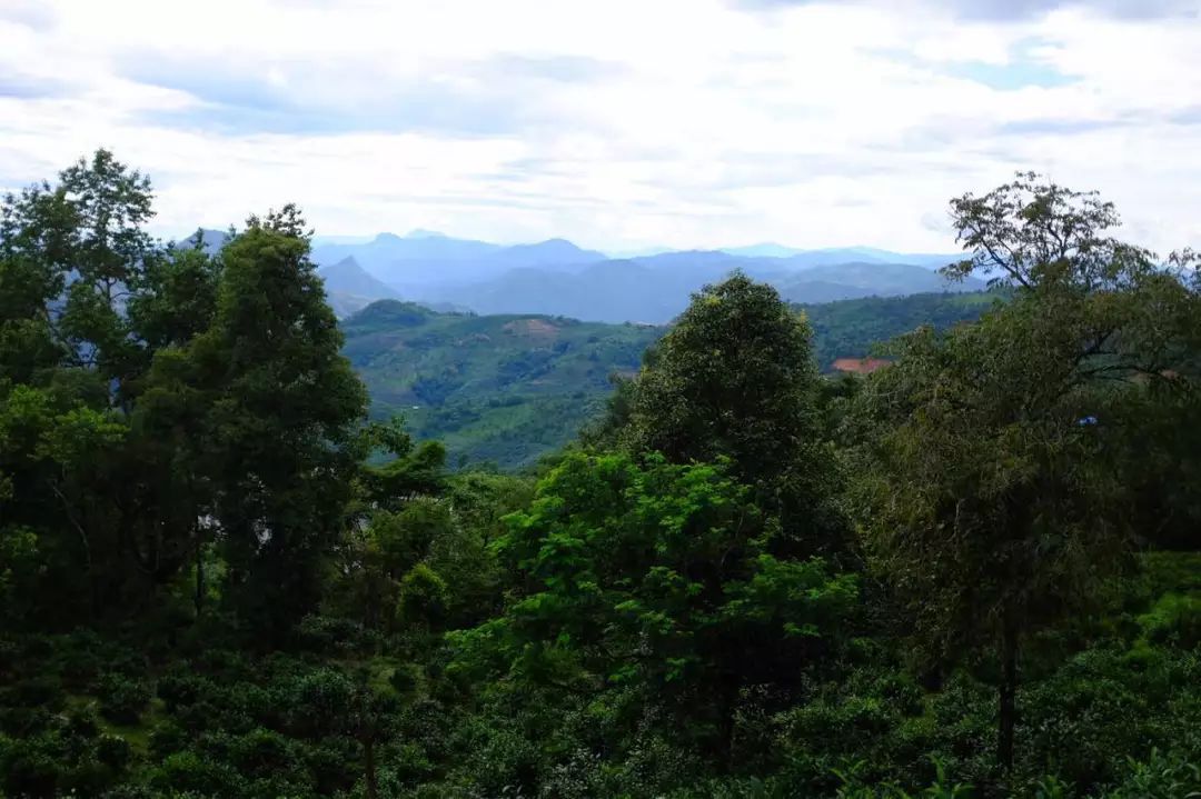 2022年景東祭茶祖 迎春茶，古樹(shù)春茶多少錢(qián)一公斤？