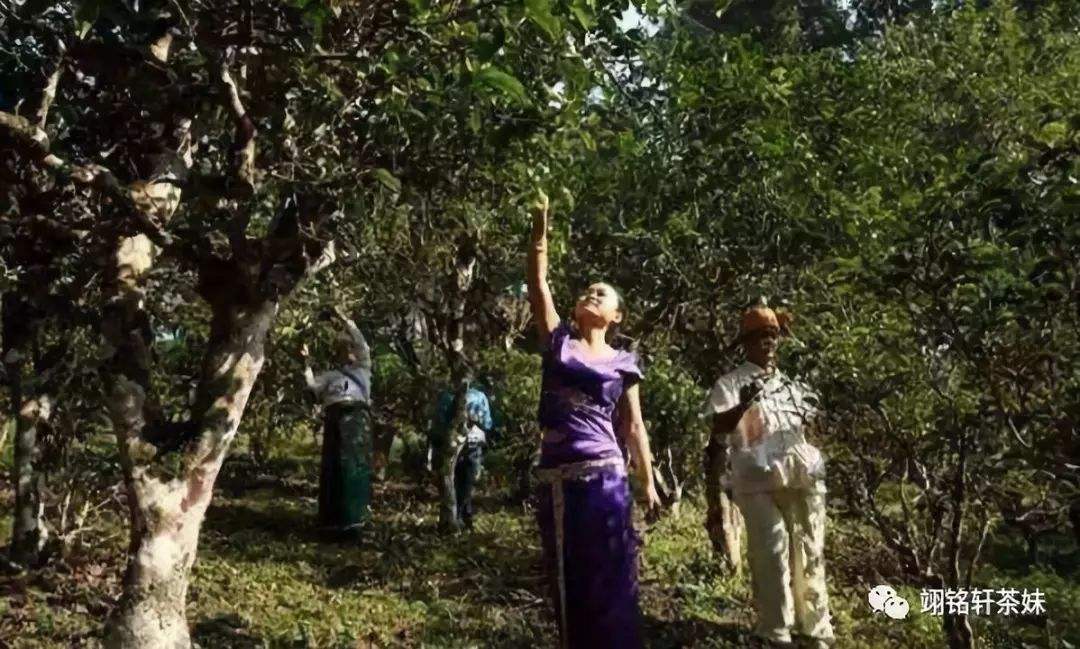 2022年鎮(zhèn)沅爺號(hào)大爺馬鄧古樹(shù)春茶特點(diǎn)？