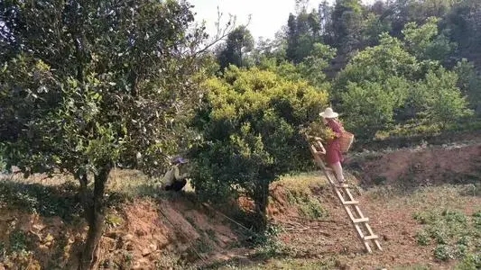 2022年鎮(zhèn)沅馬鄧古樹春茶口感是什么？