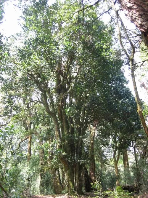 2022年鎮(zhèn)沅馬鄧古樹春茶價格是多少？