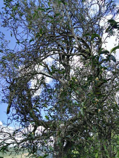 2022年鎮(zhèn)沅老海塘古樹春茶特點(diǎn)？