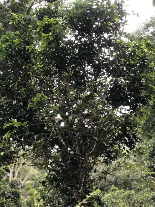 2022年鎮(zhèn)沅砍盆箐古樹春茶口感?