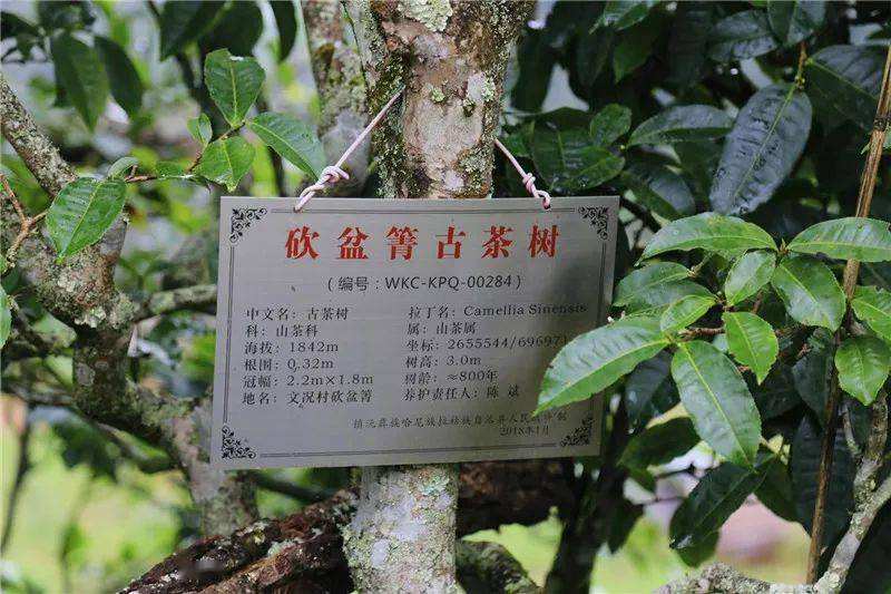 2022年鎮(zhèn)沅砍盆箐古樹春茶價(jià)格？