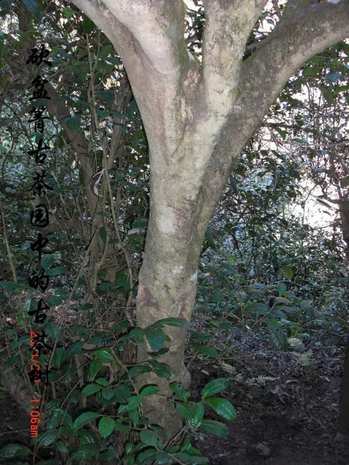 2022年鎮(zhèn)沅砍盆箐古樹(shù)春茶多少錢一公斤？