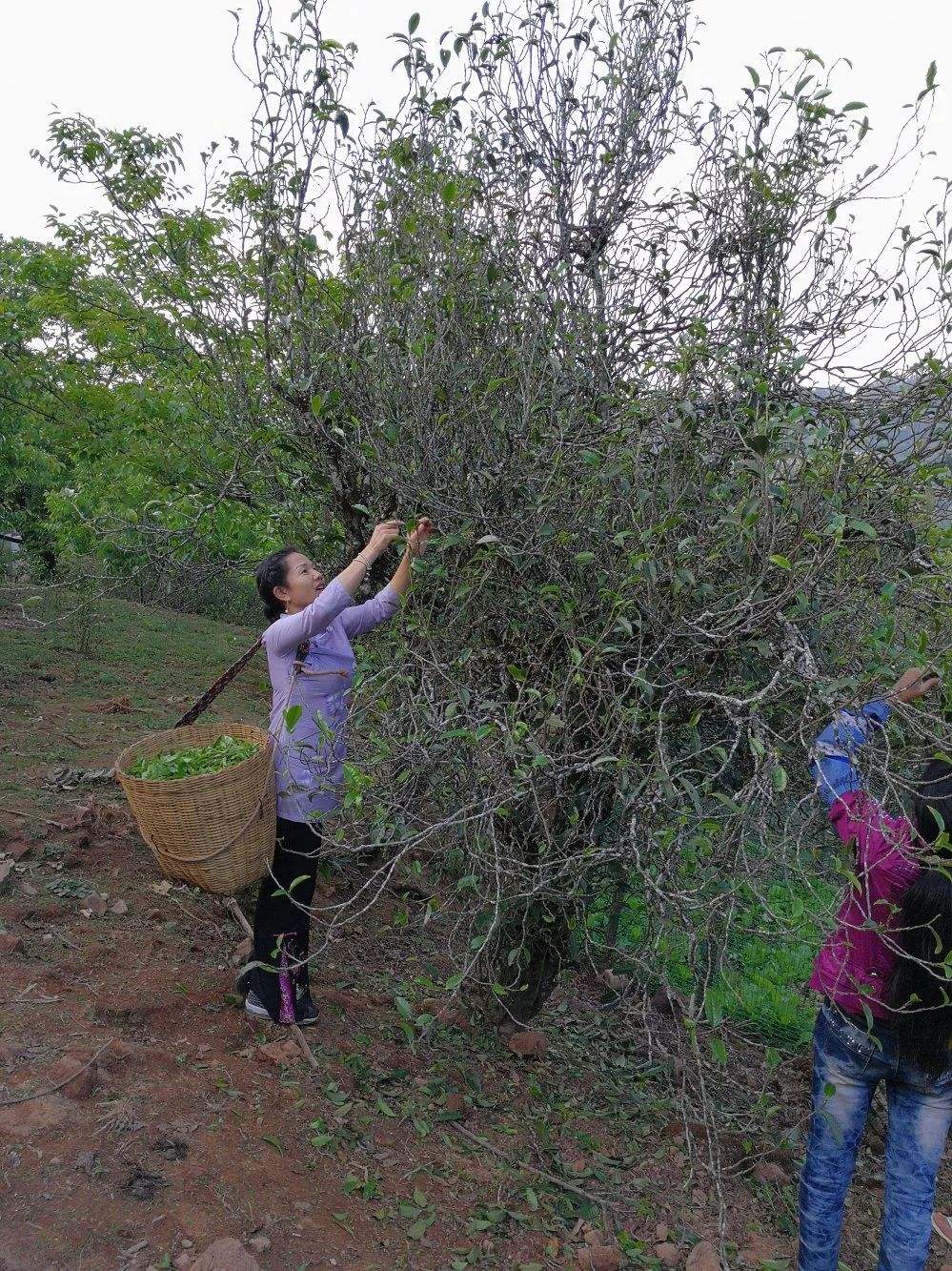 2022年鎮(zhèn)沅打筍山古樹春茶口感？