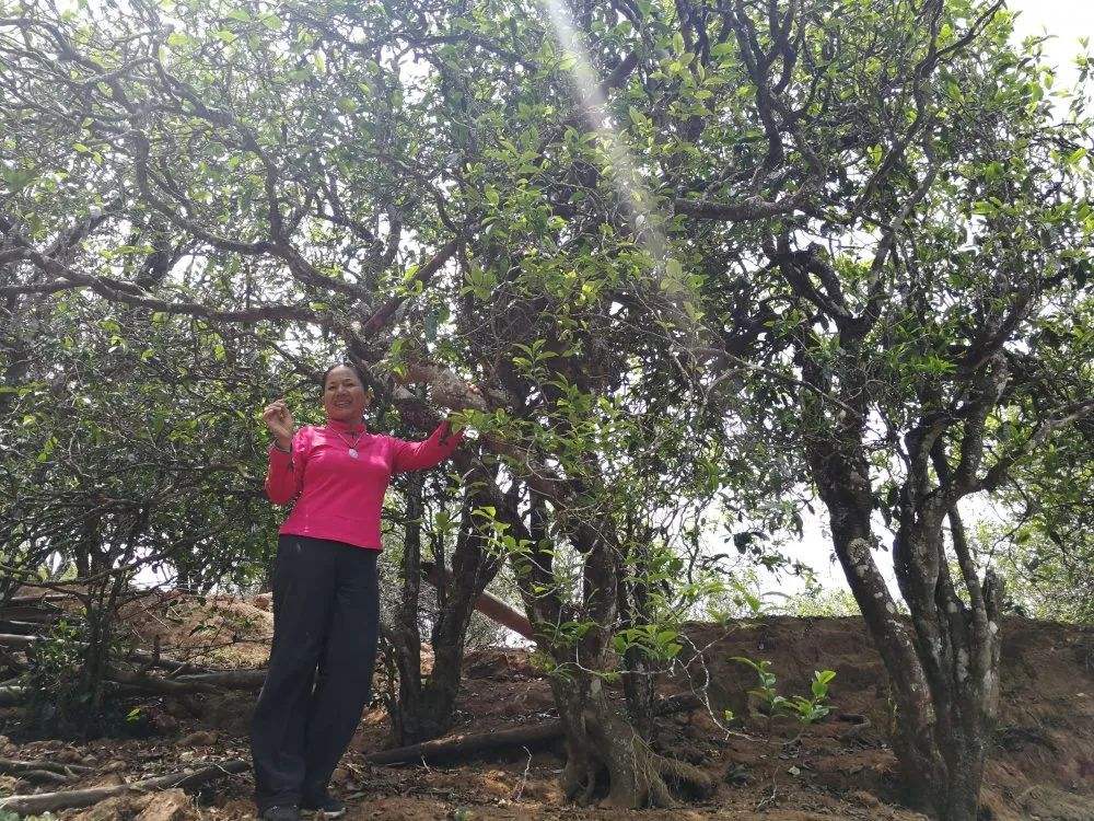 2022年鎮(zhèn)沅打筍山古樹春茶特點(diǎn)？