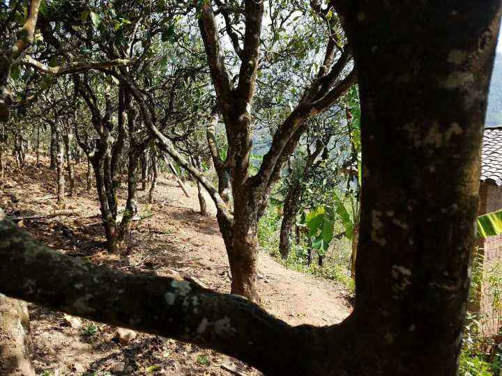 2022年鎮(zhèn)沅打筍山古樹春茶多少錢一公斤？