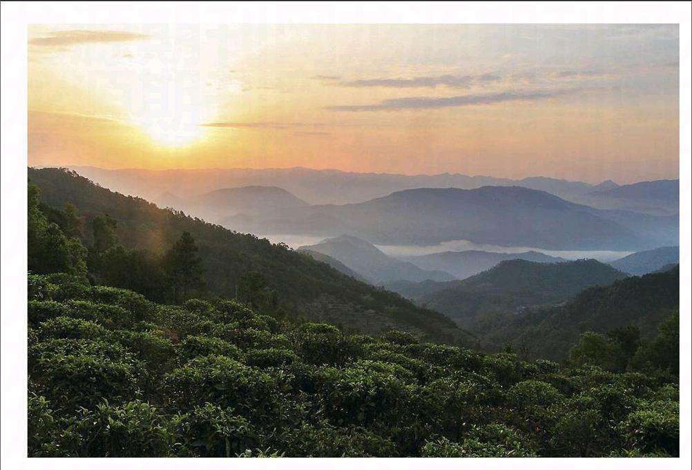 2022年鎮(zhèn)沅老烏山古樹春茶口感？