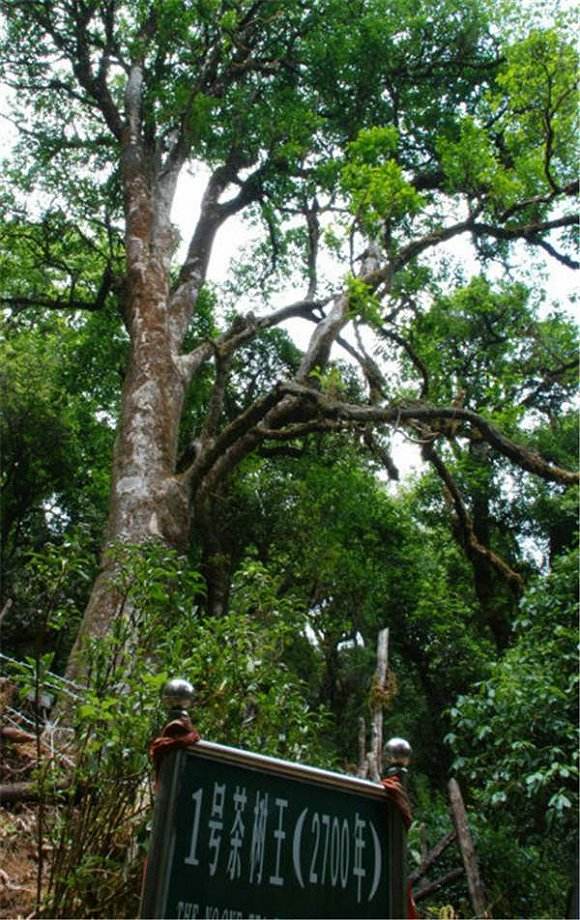 2022年鎮(zhèn)沅千家寨古樹(shù)春茶價(jià)格？