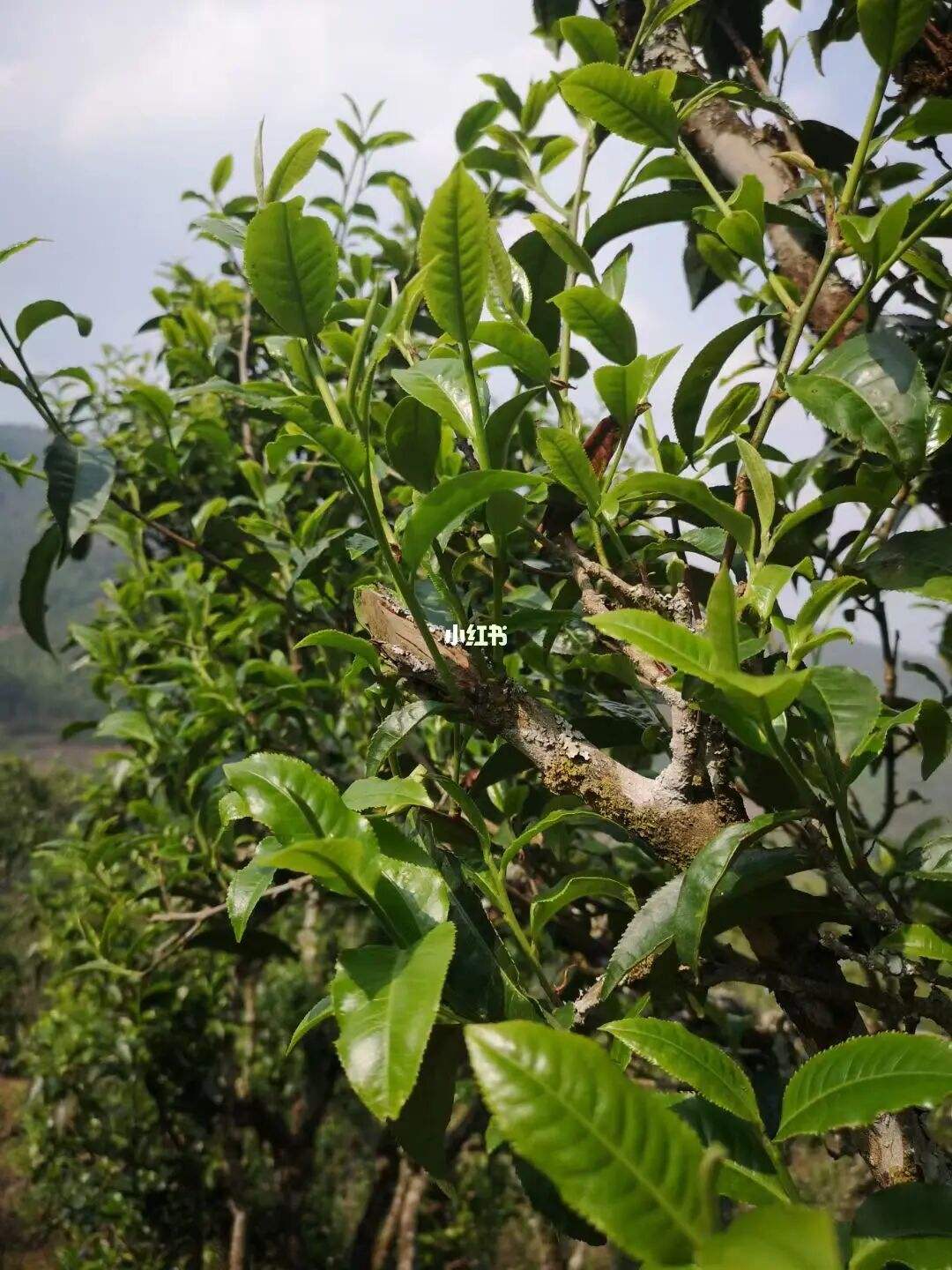 2022年寧洱擺尾箐古樹春茶口感？