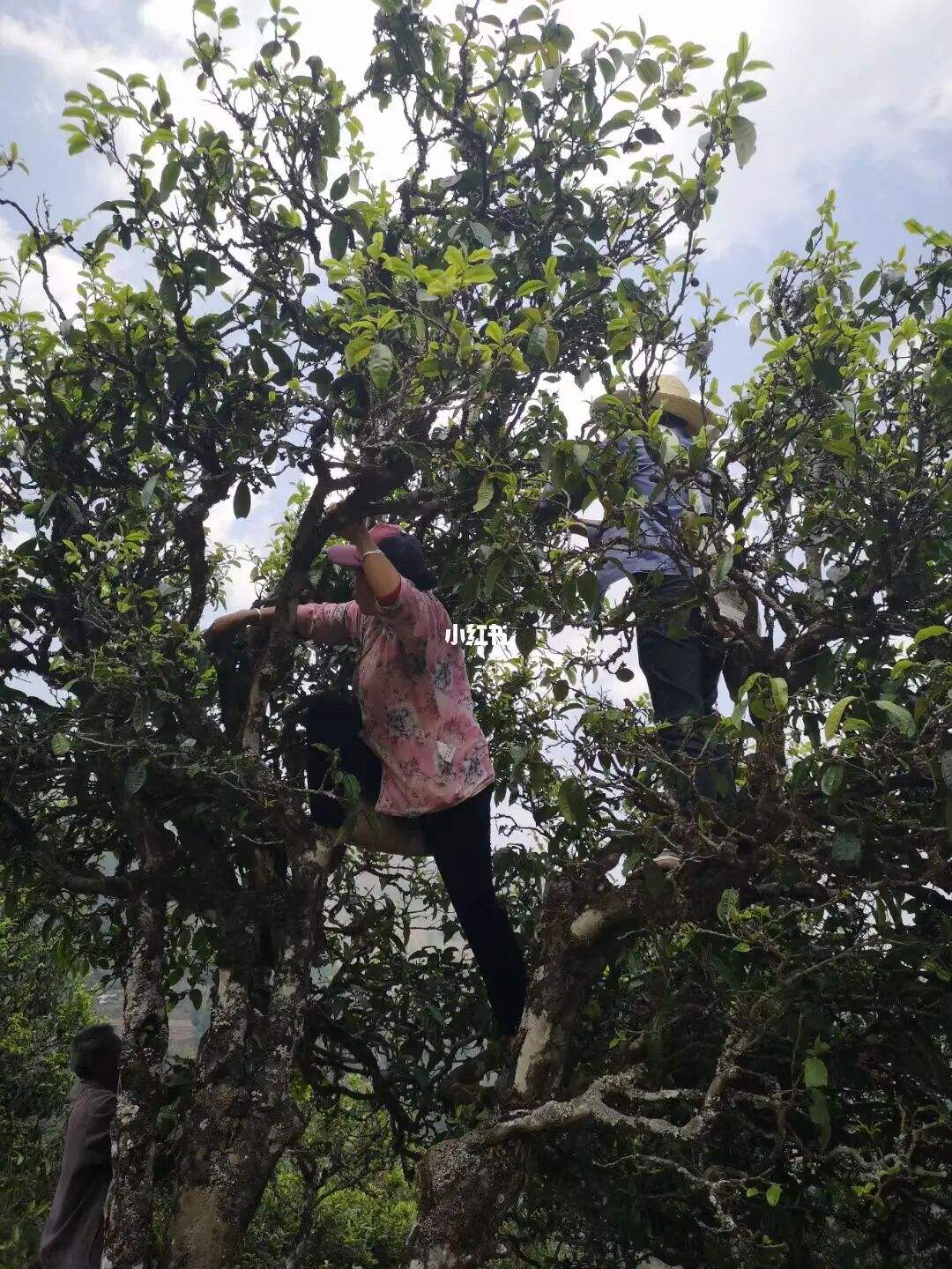 2022年寧洱擺尾箐古樹春茶特點(diǎn)？