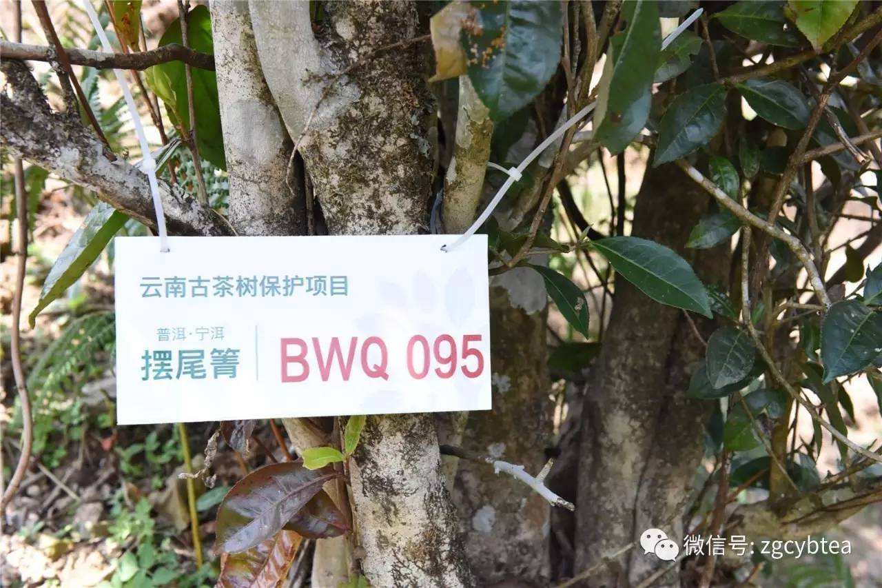 2022寧洱擺尾箐古樹春茶多少錢一公斤？