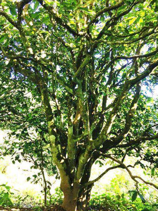 2022年這個(gè)春天，回到家鄉(xiāng)擺尾箐，與家人一起用心制茶！