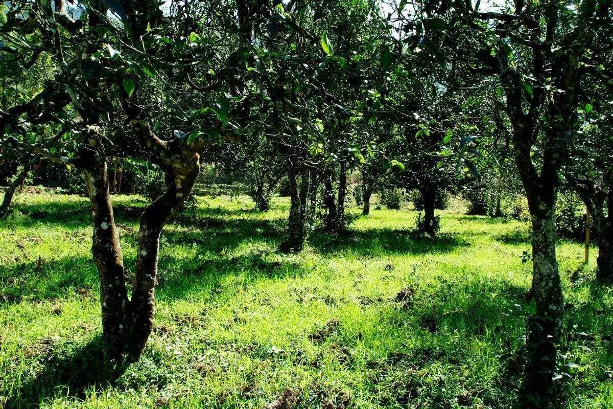 2022年困鹿山古樹春茶價(jià)格？