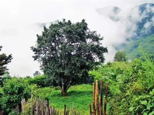 2022年邦威古樹春茶口感是什么？