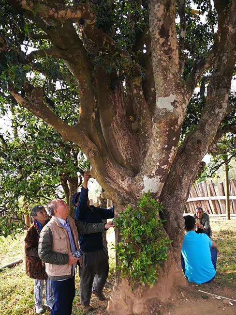 2022年邦崴古樹(shù)春茶價(jià)格?