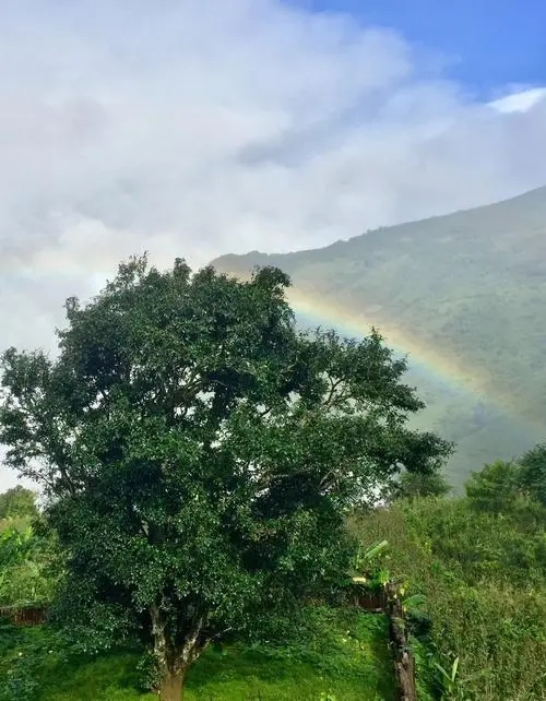 2022 年邦崴古樹(shù)春茶價(jià)格多少錢(qián)一公斤？