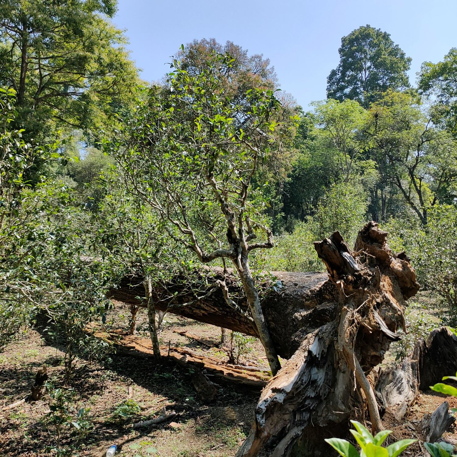 2022麻黑古樹(shù)春茶口感？