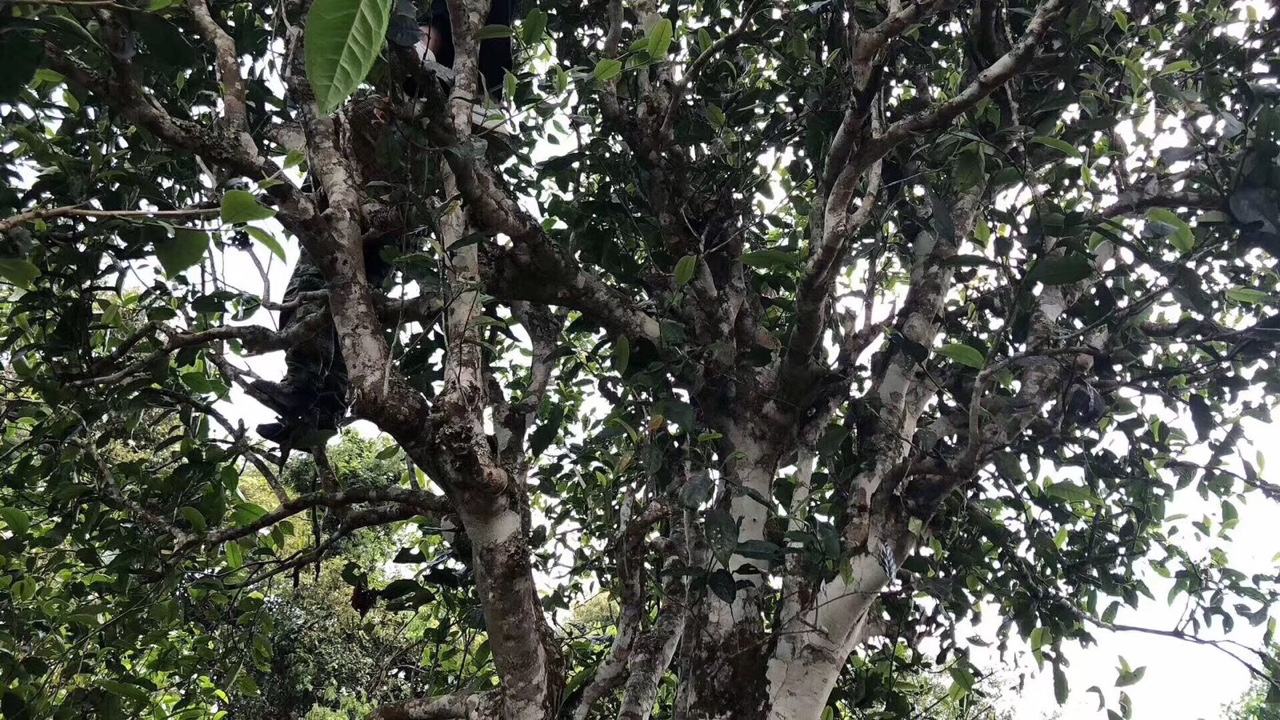 2022年麻黑古樹(shù)春茶價(jià)格？