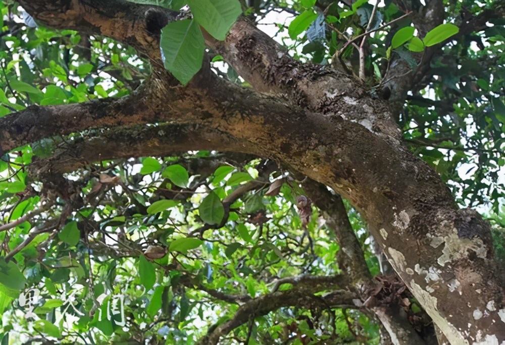 2022年繞開(kāi)麻黑，你損失的將是半個(gè)易武