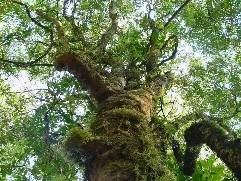 2022年落水洞古樹(shù)春茶特點(diǎn)？