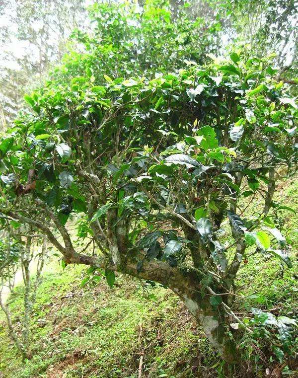 2022年落水洞古樹(shù)春茶——盞盛琥珀光，柔甜入人心