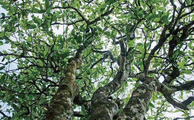 2022年落水洞古樹(shù)春茶多少錢(qián)一公斤？