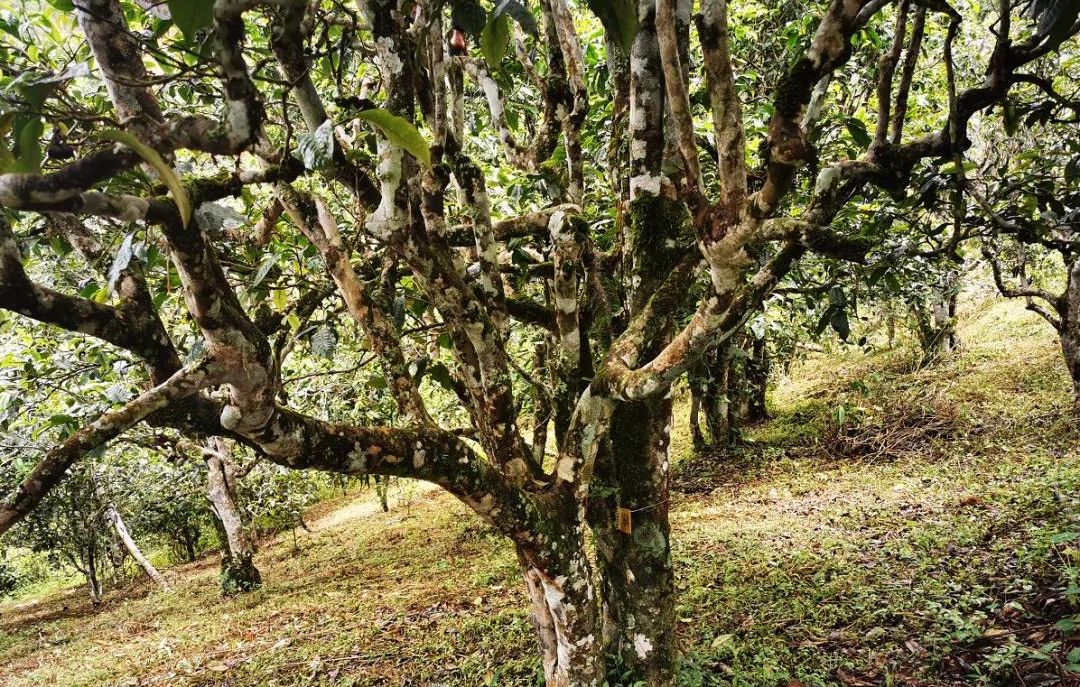 2022年落水洞古樹(shù)春茶價(jià)格？