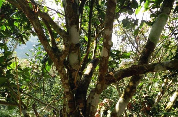 2022年大漆樹(shù)古樹(shù)春茶特點(diǎn)？