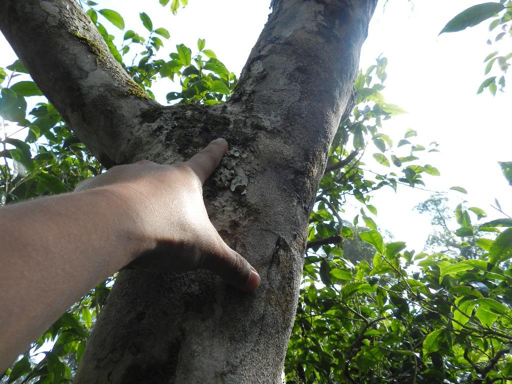 2022年大漆樹(shù)古樹(shù)春茶口感？