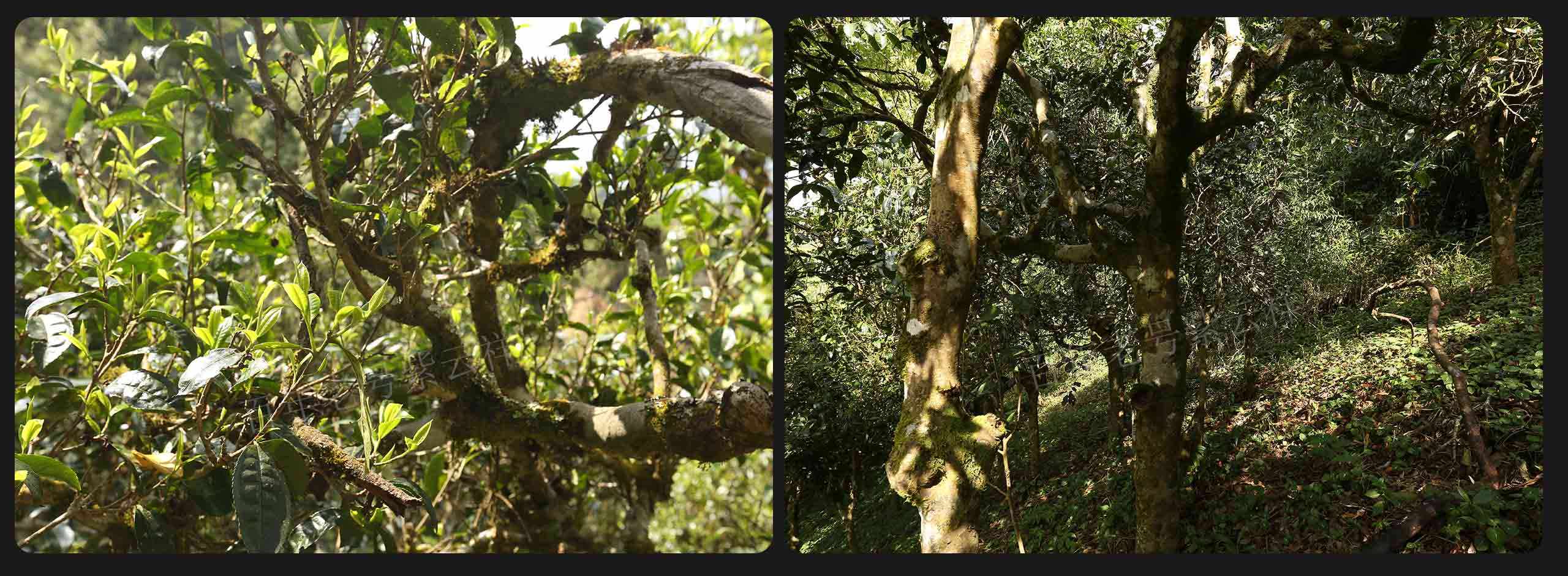 2022年大漆樹(shù)古樹(shù)春茶價(jià)格？