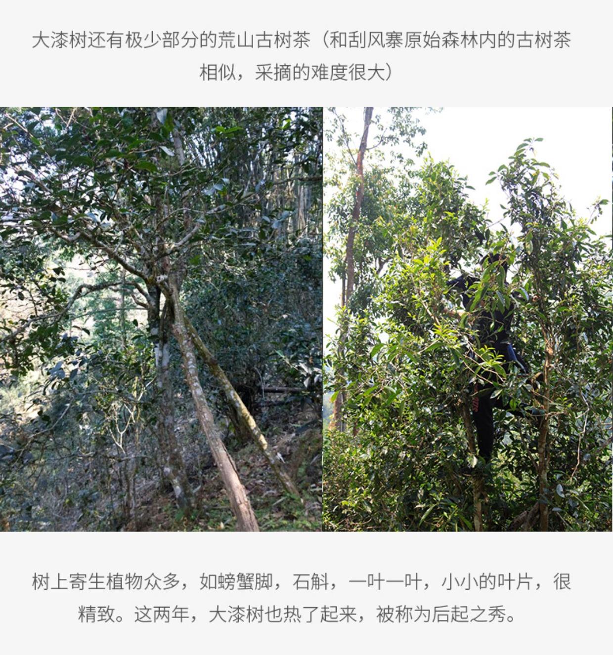 2022年大漆樹(shù)古樹(shù)春茶多少錢(qián)一公斤？