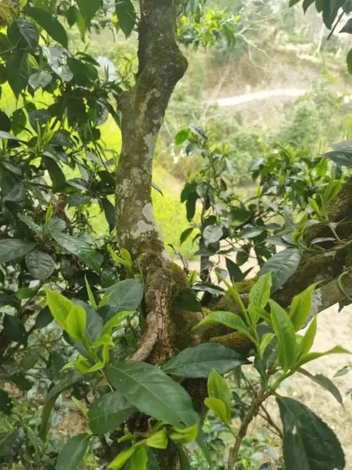 2022年彎弓古樹(shù)春茶特點(diǎn)？