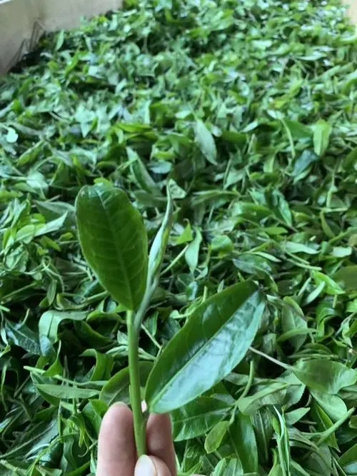 2022年彎弓古樹春茶口感？