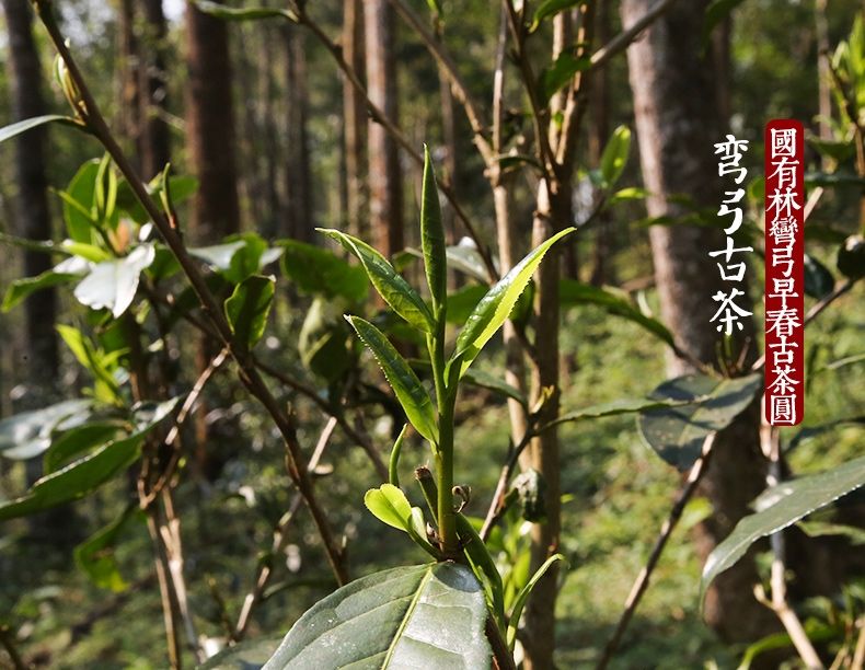 2022年彎弓大寨的古樹春茶為何如此之珍貴？