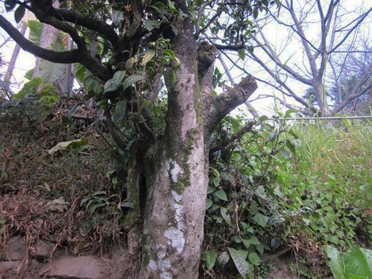 2022年白茶園古樹春茶特點？