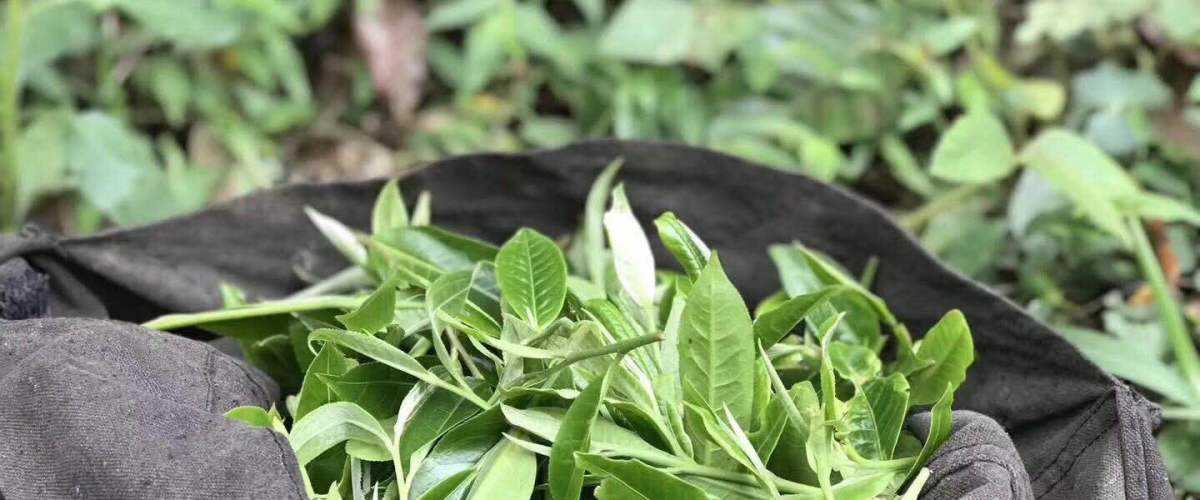 2022年白茶園古樹春茶口感？