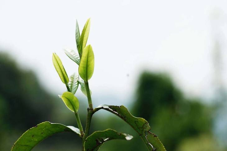 2022年白茶園古樹(shù)春茶品鑒！