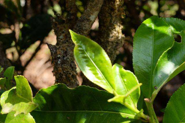 2022年白茶園古樹春茶價格？