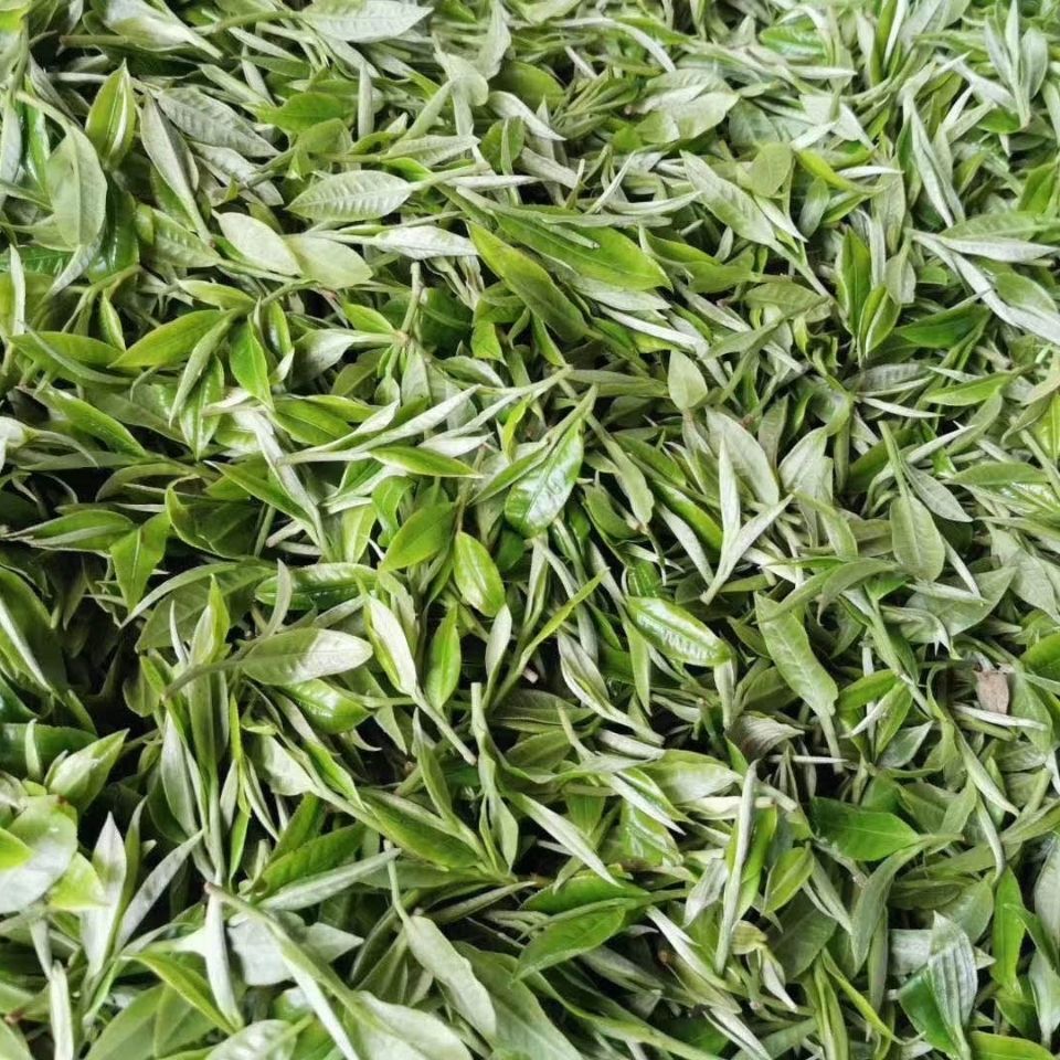 2022年白茶園古樹春茶多少錢一公斤？