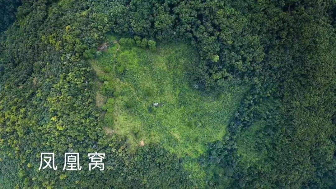 2022年鳳凰窩古樹春茶特點(diǎn)？