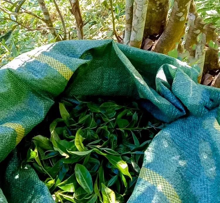 2022年鳳凰窩古樹春茶口感？