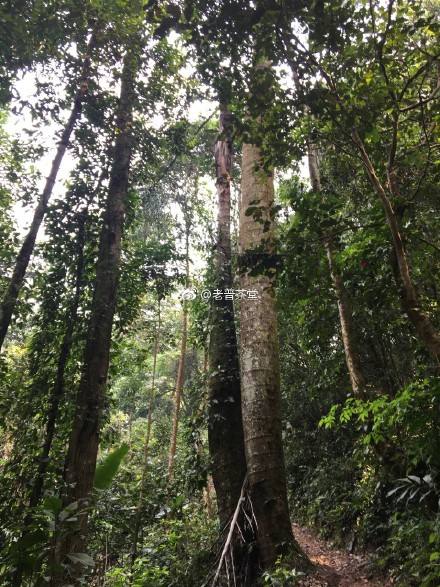 2022年刮風寨茶王樹古樹春茶特點？